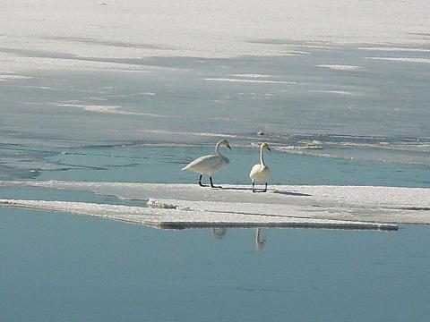 000101_svanar.jpg