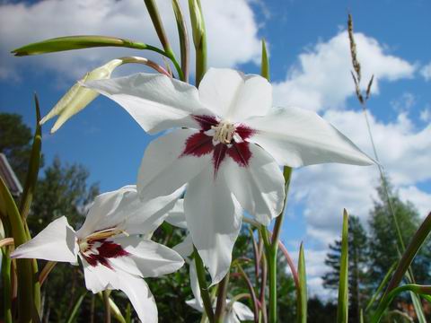020810_DSC00887.JPG