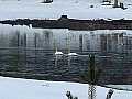 000101_svanar_mfl.jpg 000101_svanar_mfl.jpg
