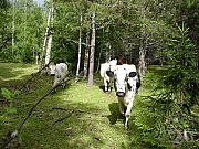 05_DSC00809.jpg 05_DSC00809.jpg